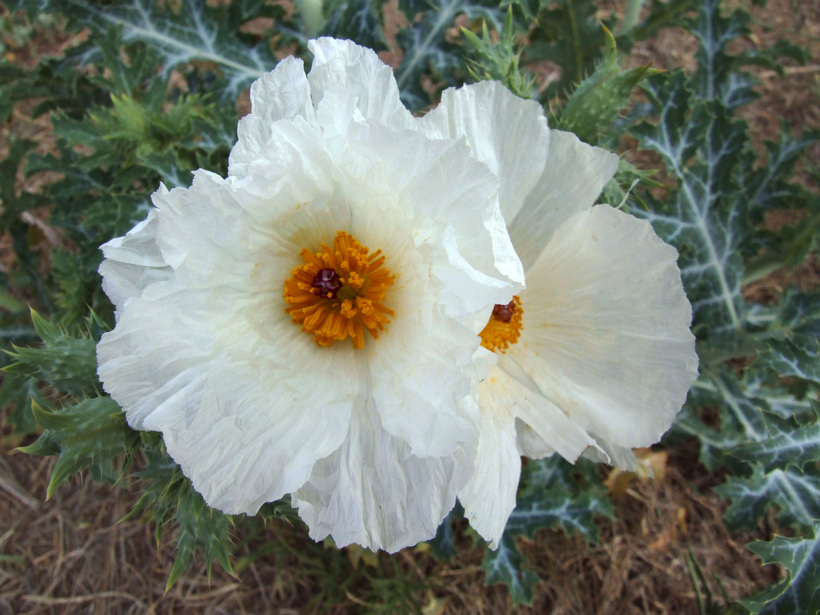 Prickly Poppy